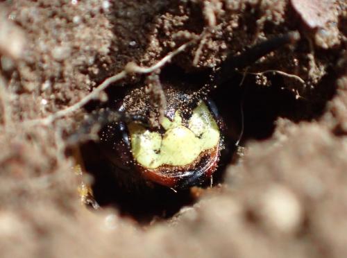 Philanthus triangulum